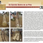 Un Garrote dentro de un Pino Canario - Agüimes - Gran Canaria (2010).