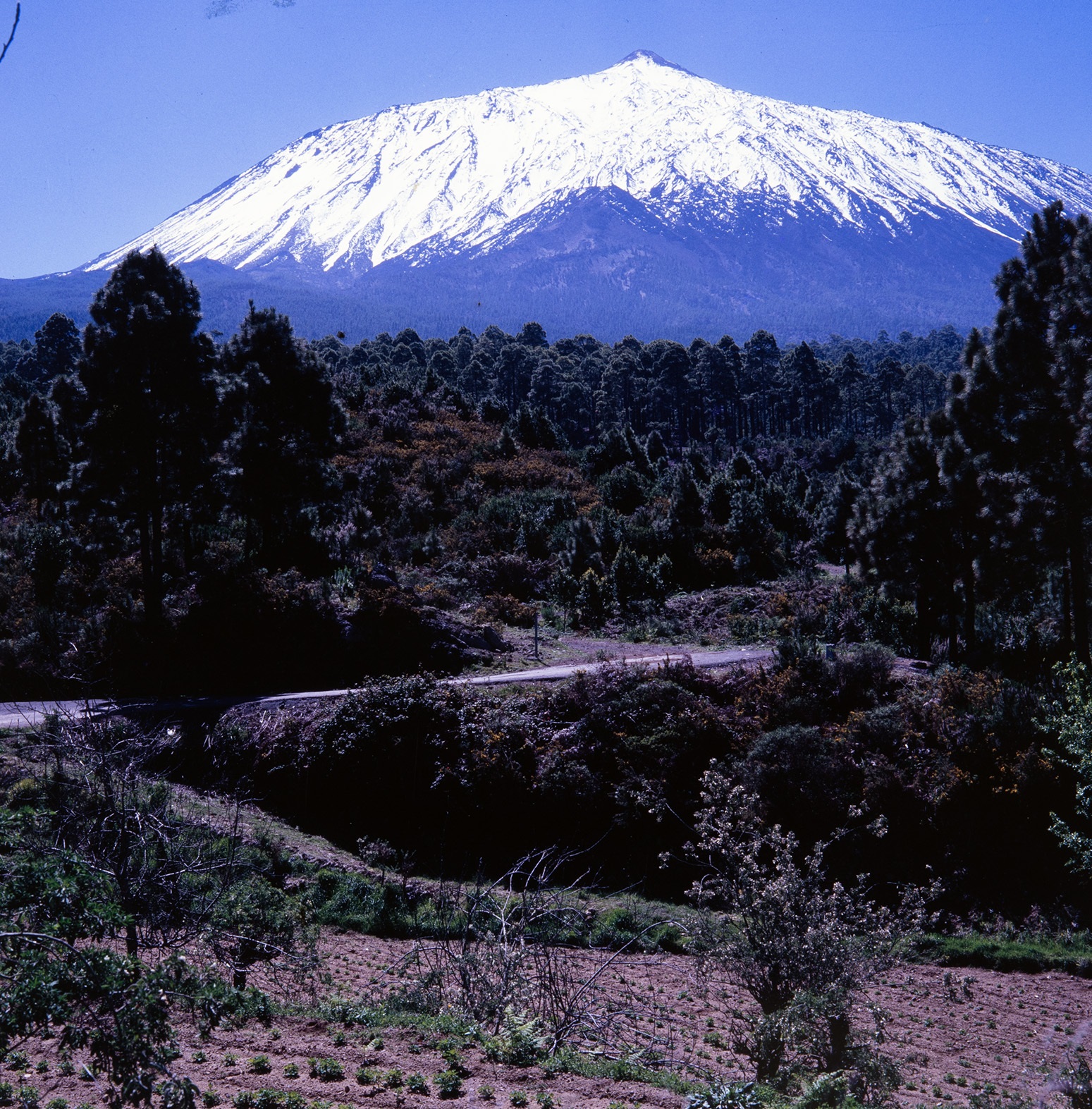 Vista del Pico Teide nevado desde la Corona Forestal de Tenerife - Foto de Francisco Rojas Fariña 'Fachico' - Archivo de Fotografía Histórica de Canarias de la FEDAC - Fedac.org - Isla de Tenerife - FSPC - Archipiélago Canario (Años 70 ú 80 del Siglo XX).