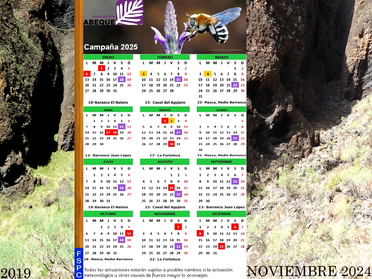 Calendario de la Campaña 2025 de Voluntariado para el Control y Erradicación del Rabo Gato (Pennisetum setaceum) en el Macizo de Teno - Organiza Asociación Abeque y Colaboran Colectivos, Jurrias, y Saltadores de Tenerife y Federación de Salto del Pastor Canario - De Enero a Diciembre de 2025 en Buenavista Del Norte y Santiago del Teide - Isla de Tenerife - Archipiélago Canario.