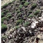 Audiovisuales de la 'Apañada de Ganado de Vinamar 2026' y 'Homenaje a Nuestr@s Pastores, Mayores, y Sabi@s de la Tierra Majorer@s' - Organizan Asociación de Ganaderos del Sur de Fuerteventura del ‘Mal Nombre’ (AGSFMN), Pastores Majoreros, y Ayuntamiento de Pájara el Sábado 28 de Marzo de 2026 en el Barranco de Vinamar en la Península de Jandía - Pájara - Isla de Fuerteventura - Vídeo y Álbum de Fotos de AGSFMN y del Ayuntamiento de Pájara - Archivo Documental de la Federación de Salto del Pastor Canario (FSPC) - Archipiélago Canario (Abril de 2026).