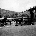Pastor Grancanario con Perros de Raza Majorera en un lugar indeterminado de La Cumbre de la Isla de Gran Canaria - Foto de Antonio Cardona Sosa en su Libro 'El Perro Majorero Autóctono de Canarias (2007)' - Gran Canaria - Archivo Documental de la Federación de Salto del Pastor Canario (FSPC) - Archipiélago Canario (1994).
