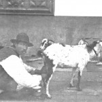 Cabrero Tinerfeño Realizando el Tradicional Ordeño a Domicilio en Puerto De La Cruz - Foto de Autor Desconocido - Puerto De La Cruz - Tenerife - Archivo Documental de la Federación de Salto del Pastor Canario (FSPC) - Archipiélago Canario (Finales del Siglo XIX).