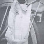 Ejemplar de Gena Tradicional de Cuero de Cabra Majorera Afeitado Sin Pelo, Objeto Pastoril Hoy de Decoración, Expuesto en la Feria Agrícola, Ganadera, y Pesquera de Fuerteventura 'FEAGA 1999' celebrada en la Granja Experimental Insular de Pozo Negro - Foto de Jesús García Rodríguez - El Pajar, Cuaderno de Etnografía Canaria Nº 5 (Agosto de 1999) - Antigua - Fuerteventura - Archivo Documental de la Federación de Salto del Pastor Canario (FSPC) - Archipiélago Canario (1999).