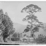 El Monumental Pino Santo de La Virgen de El Paso con su Antiguo Oratorio de la Virgen del Pino junto al Camino de Las Vueltas, con Niños y Hombre sentado en una Mula ó Caballo y con Lanza Al Hombro - Foto Original de Autor Desconocido - Archivo del Cabildo Insular de La Palma - El Paso - La Palma - Archivo Documental de la Federación de Salto del Pastor Canario (FSPC) - Archipiélago Canario (Inicios del Siglo XX).