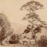 El Monumental Pino Santo de La Virgen de El Paso con su Antiguo Oratorio de la Virgen del Pino junto al Camino de Las Vueltas, con Niños y Hombre sentado en una Mula ó Caballo y con Lanza Al Hombro - Foto de Autor Desconocido - Archivo del Cabildo Insular de La Palma - El Paso - La Palma - Archivo Documental de la Federación de Salto del Pastor Canario (FSPC) - Islas Canarias (Inicios del Siglo XX).